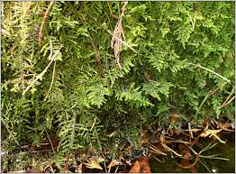 Attēlu rezultāti vaicājumam “Palustriella commutata sporophyte”