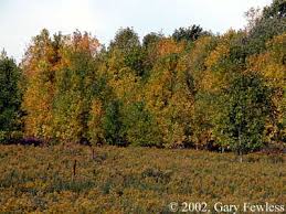 Attēlu rezultāti vaicājumam “Fraxinus pennsylvanica”