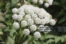 Attēlu rezultāti vaicājumam “Angelica sylvestris flower”