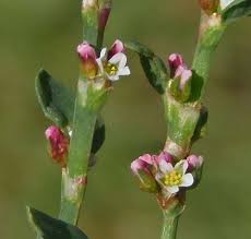 Attēlu rezultāti vaicājumam “Polygonum aviculare flower”