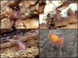 Attēlu rezultāti vaicājumam “Ptenothrix sp.”