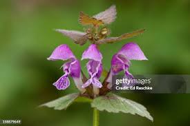 Attēlu rezultāti vaicājumam “Lamium maculatum flower”