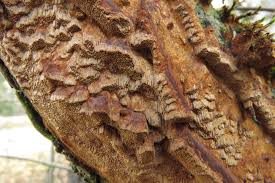 Attēlu rezultāti vaicājumam “Phellinus ferruginosus”