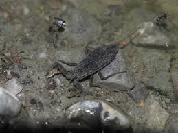 Attēlu rezultāti vaicājumam “Nepa cinerea nymph”