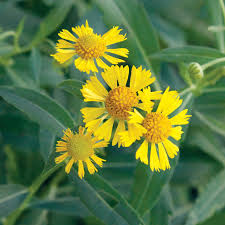 Attēlu rezultāti vaicājumam “Inula helenium flower”