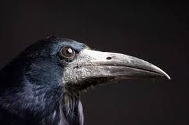 Attēlu rezultāti vaicājumam “Corvus frugilegus”
