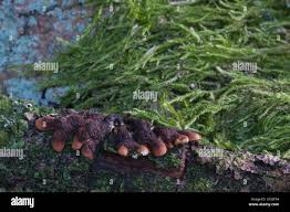 Attēlu rezultāti vaicājumam “Hypocreopsis lichenoides”