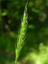 Attēlu rezultāti vaicājumam “Hordelymus europaeus”