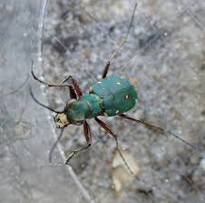 Attēlu rezultāti vaicājumam “Cicindela campestris”