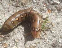 Attēlu rezultāti vaicājumam “Hyles gallii larva”