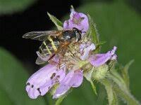 Attēlu rezultāti vaicājumam “Dasysyrphus tricinctus”