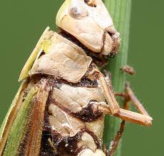 Attēlu rezultāti vaicājumam “Entomophaga grylli”