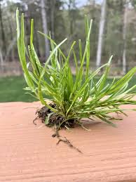 Attēlu rezultāti vaicājumam “Poa trivialis”