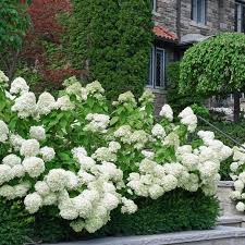 Attēlu rezultāti vaicājumam “Hydrangea”
