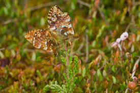 Attēlu rezultāti vaicājumam “Boloria aquilonaris underside”