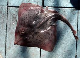 Image result for Rostroraja eglanteria