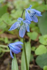 Attēlu rezultāti vaicājumam “Scilla siberica leaf”