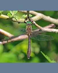 Attēlu rezultāti vaicājumam “Cordulia aenea”