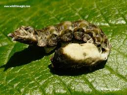 Attēlu rezultāti vaicājumam “Thyatira batis imago”