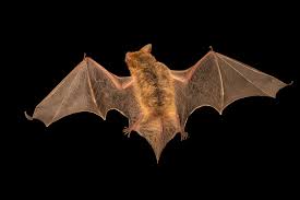 Attēlu rezultāti vaicājumam “Vespertilio murinus”