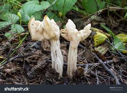 Attēlu rezultāti vaicājumam “Helvella crispa”