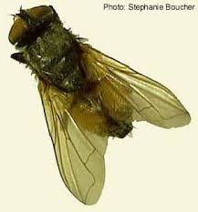 Attēlu rezultāti vaicājumam “Muscidae”