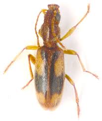 Attēlu rezultāti vaicājumam “Notoxus monoceros”