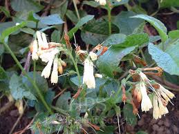 Attēlu rezultāti vaicājumam “Symphytum grandiflorum”