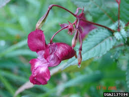 Attēlu rezultāti vaicājumam “Impatiens glandulifera flower”