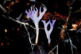 Attēlu rezultāti vaicājumam “Ramariopsis pulchella”