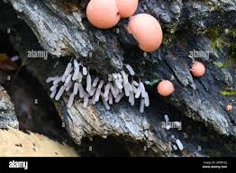 Attēlu rezultāti vaicājumam “Stemonitopsis typhina spores”