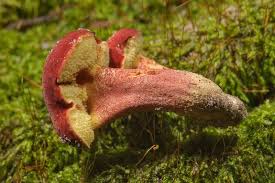 Attēlu rezultāti vaicājumam “Xerocomus rubellus”