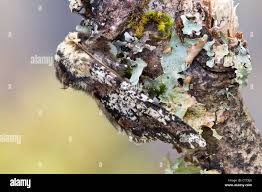 Attēlu rezultāti vaicājumam “Biston strataria”