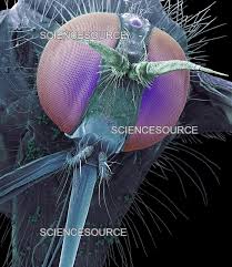 Attēlu rezultāti vaicājumam “Empis sp.”