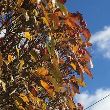 Attēlu rezultāti vaicājumam “Crataegus persimilis leaf”