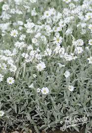 Image result for cerastium tomentosum