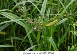 Attēlu rezultāti vaicājumam “Scirpus sylvaticus leaf”