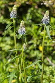 Attēlu rezultāti vaicājumam “Phyteuma spicatum”