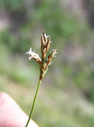 Attēlu rezultāti vaicājumam “Carex praecox”