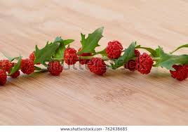 Attēlu rezultāti vaicājumam “Chenopodium foliosum fruit”