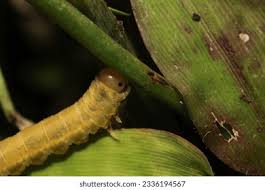 Attēlu rezultāti vaicājumam “Cimbex femoratus larva”