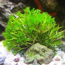 Attēlu rezultāti vaicājumam “Physarum rubiginosum macro”