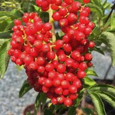 Attēlu rezultāti vaicājumam “Sambucus racemosa”