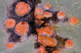 Attēlu rezultāti vaicājumam “Puccinia poarum”