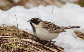 Image result for Emberiza pallasi