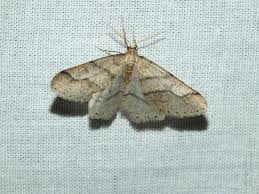 Attēlu rezultāti vaicājumam “Agriopis marginaria”