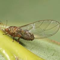 Attēlu rezultāti vaicājumam “Trioza dispar nymph”