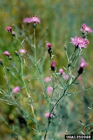 Attēlu rezultāti vaicājumam “Centaurea stoebe fruit”
