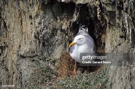 Attēlu rezultāti vaicājumam “Larus argentatus eggs”