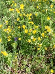 Attēlu rezultāti vaicājumam “Ranunculus auricomus leaf”
